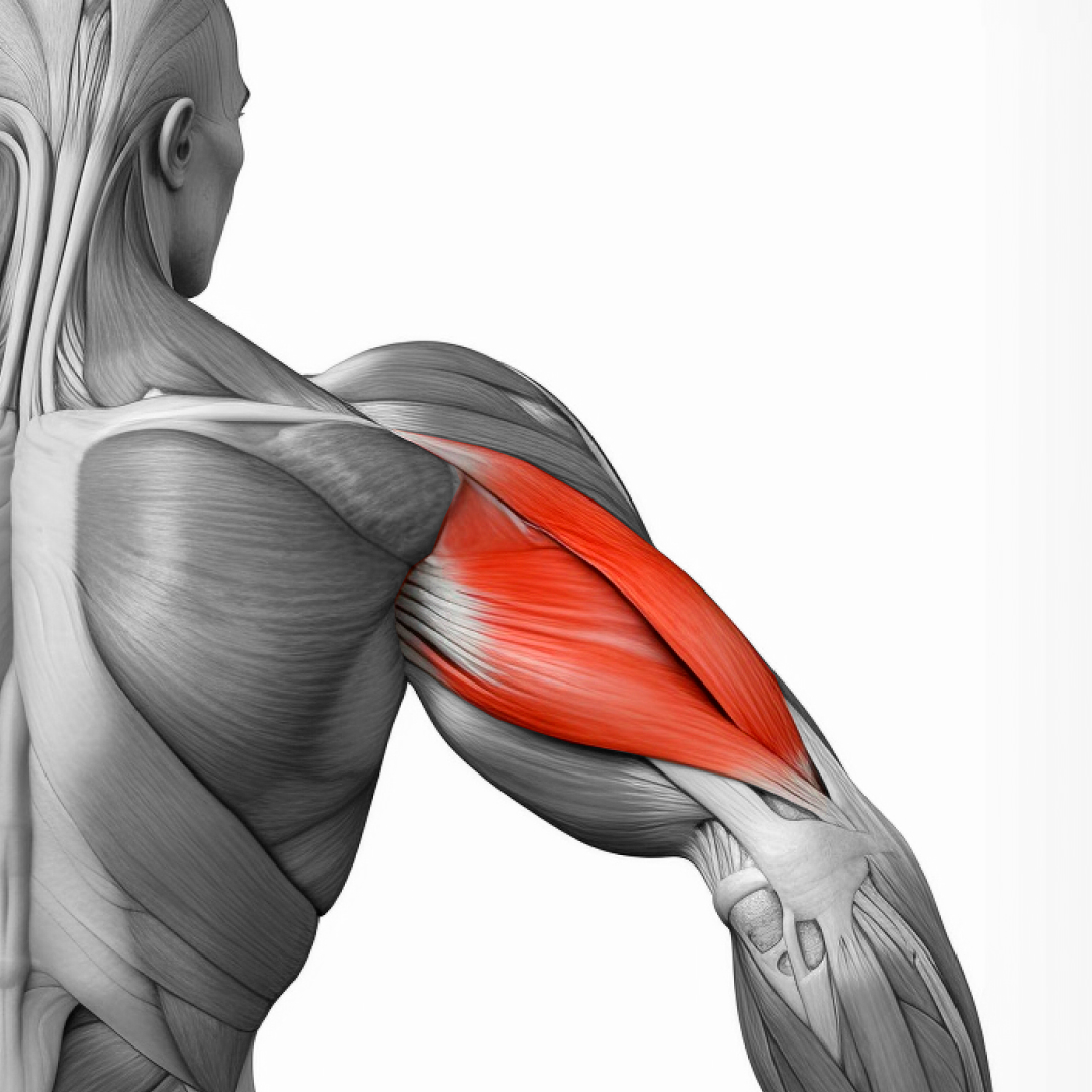 как накачать трицепс